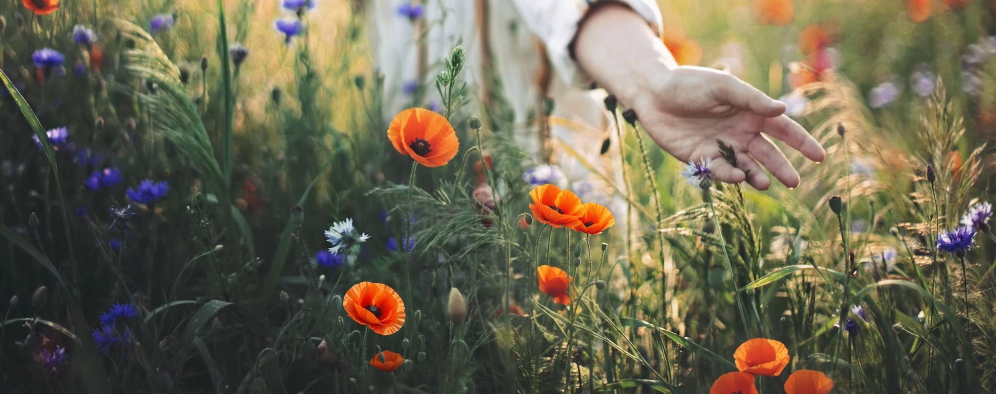 A hand reaching gently into a wildflower meadow of poppies and cornflowers